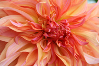 Fire Dahlia
