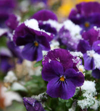 Snow capped pansies