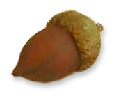Acorn