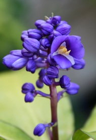 Interesting blue flower