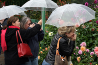 Photo shoot under umbrellas