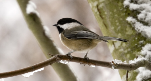 Sweet chickadee