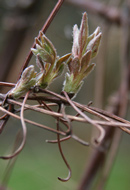Clematis buds