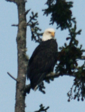 Bald Eagle