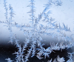 Cool Frost Crystals