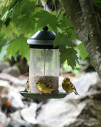 American Goldfinch at my feeder