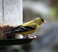 Pretty American Goldfinch