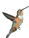 hummingbird_icon.gif