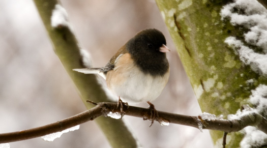 Pretty little junco