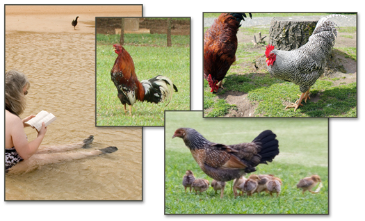 Chickens run amok in Kauai