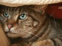 Kitty is hiding