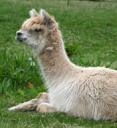 Alpaca
