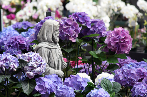 Molbaks has acres of flowers