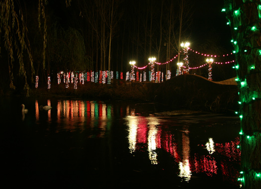Swans on the pond at La Caille