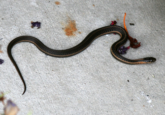 Cute little garden snake