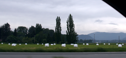 Look - a marshmallow farm!
