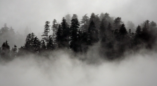 Misty trees