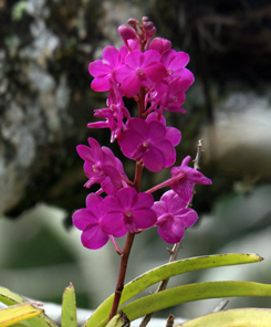 Orchid in a tree