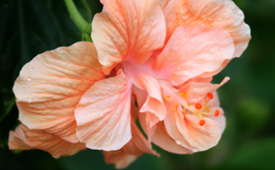 Peach colored, double hibiscus