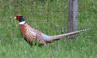 Pheasant