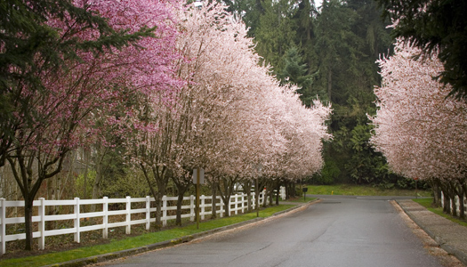 Lane lined with pink trees