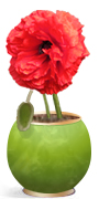Oriental Poppy
