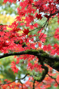 Red Leaves