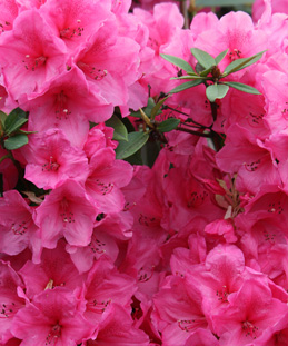 Rhododendrons!
