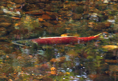 Sockeye Salmon Sockeye Salmon
