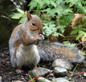 Cute squirrel in my back yard