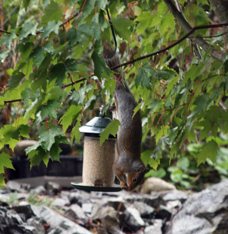 Naughty, persistant Squirrel