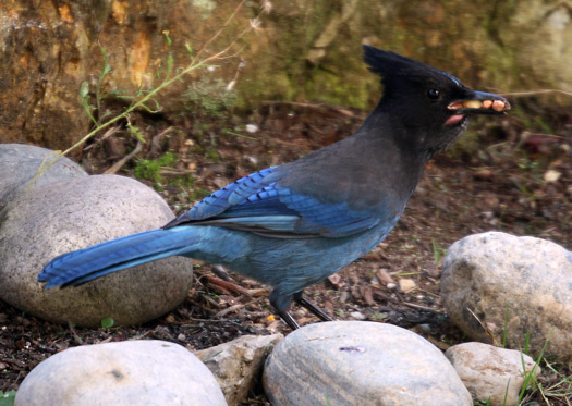 Stellar Jay