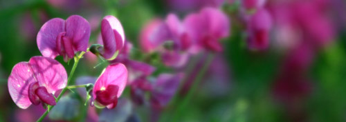 Sweetpeas