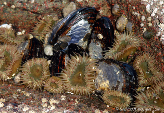 Anenomes in the tidepool