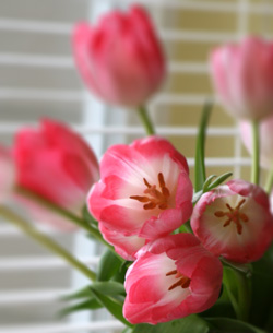 I love tulips