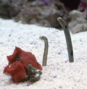 Funky little eels